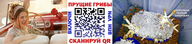 закладка  Гагарин  Псилоцибиновые грибы MAGIC MUSHROOMS 
